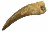 Fossil Plesiosaur (Zarafasaura) Tooth - Morocco #298339-1